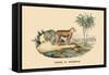 Tigre d'Afrique-E.f. Noel-Framed Stretched Canvas