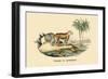 Tigre d'Afrique-E.f. Noel-Framed Premium Giclee Print