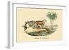 Tigre d'Afrique-E.f. Noel-Framed Premium Giclee Print