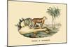 Tigre d'Afrique-E.f. Noel-Mounted Art Print