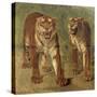 Tigre royal furieux-Rosa Bonheur-Stretched Canvas