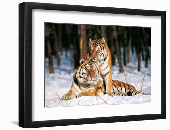 Tigres-Gilles Santantonio-Framed Art Print