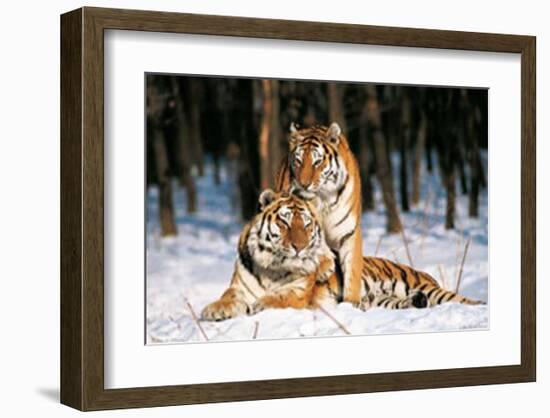 Tigres-Gilles Santantonio-Framed Art Print