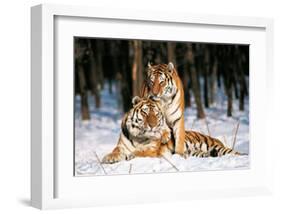 Tigres-Gilles Santantonio-Framed Art Print
