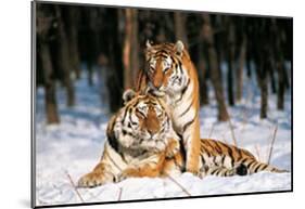 Tigres-Gilles Santantonio-Mounted Art Print