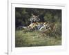 Tigress and Cubs-Spencer Hodge-Framed Giclee Print