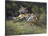 Tigress and Cubs-Spencer Hodge-Stretched Canvas