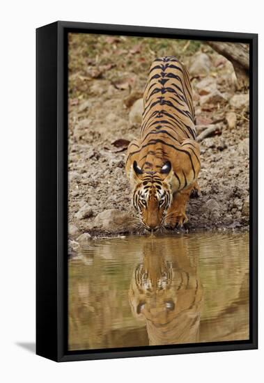 Tigress Drinking at the Waterhole, Tadoba Andheri Tiger Reserve, India-Jagdeep Rajput-Framed Stretched Canvas