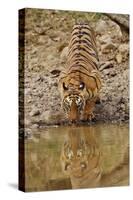 Tigress Drinking at the Waterhole, Tadoba Andheri Tiger Reserve, India-Jagdeep Rajput-Stretched Canvas