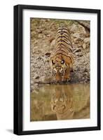 Tigress Drinking at the Waterhole, Tadoba Andheri Tiger Reserve, India-Jagdeep Rajput-Framed Premium Photographic Print