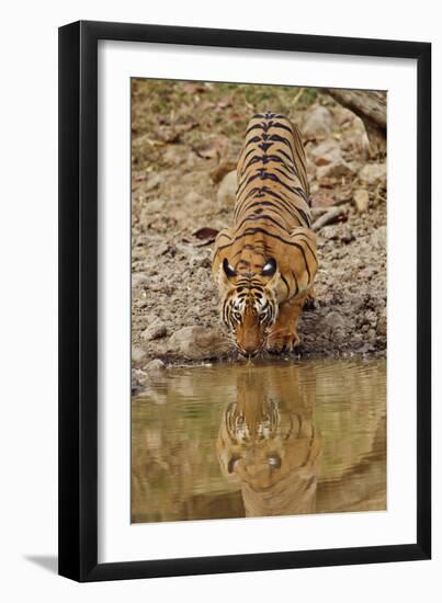 Tigress Drinking at the Waterhole, Tadoba Andheri Tiger Reserve, India-Jagdeep Rajput-Framed Premium Photographic Print