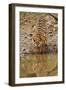 Tigress Drinking at the Waterhole, Tadoba Andheri Tiger Reserve, India-Jagdeep Rajput-Framed Photographic Print