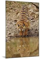 Tigress Drinking at the Waterhole, Tadoba Andheri Tiger Reserve, India-Jagdeep Rajput-Mounted Photographic Print