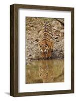 Tigress Drinking at the Waterhole, Tadoba Andheri Tiger Reserve, India-Jagdeep Rajput-Framed Photographic Print