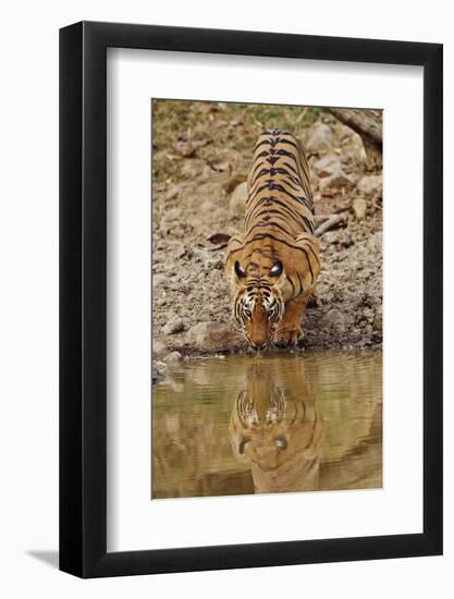 Tigress Drinking at the Waterhole, Tadoba Andheri Tiger Reserve, India-Jagdeep Rajput-Framed Photographic Print