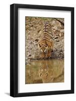 Tigress Drinking at the Waterhole, Tadoba Andheri Tiger Reserve, India-Jagdeep Rajput-Framed Photographic Print