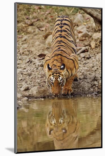 Tigress Drinking at the Waterhole, Tadoba Andheri Tiger Reserve, India-Jagdeep Rajput-Mounted Photographic Print