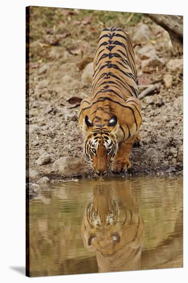 Tigress Drinking at the Waterhole, Tadoba Andheri Tiger Reserve, India-Jagdeep Rajput-Stretched Canvas