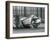 Tigress 'Sally', Yawning, While Lying on the Floor of Her Enclosure, London Zoo, 1928 (B/W Photo)-Frederick William Bond-Framed Giclee Print