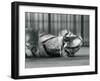 Tigress 'Sally', Yawning, While Lying on the Floor of Her Enclosure, London Zoo, 1928 (B/W Photo)-Frederick William Bond-Framed Giclee Print