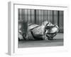 Tigress 'Sally', Yawning, While Lying on the Floor of Her Enclosure, London Zoo, 1928 (B/W Photo)-Frederick William Bond-Framed Giclee Print