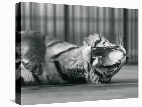 Tigress 'Sally', Yawning, While Lying on the Floor of Her Enclosure, London Zoo, 1928 (B/W Photo)-Frederick William Bond-Stretched Canvas