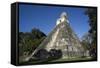 Tikal temple 1, Pre-Columbian Maya civilisation, Tikal, UNESCO World Heritage Site, Guatemala-Peter Groenendijk-Framed Stretched Canvas