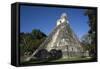 Tikal temple 1, Pre-Columbian Maya civilisation, Tikal, UNESCO World Heritage Site, Guatemala-Peter Groenendijk-Framed Stretched Canvas