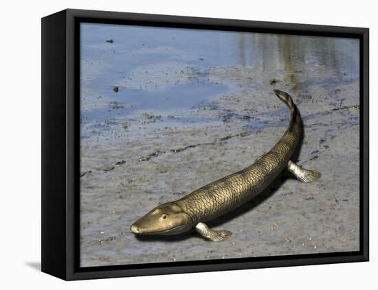 Tiktaalik Is an Extinct Lobe-Finned Fish from the Late Devonian of Canada-Stocktrek Images-Framed Stretched Canvas