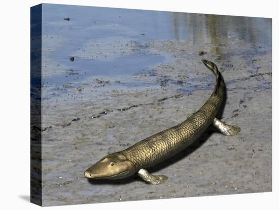 Tiktaalik Is an Extinct Lobe-Finned Fish from the Late Devonian of Canada-Stocktrek Images-Stretched Canvas