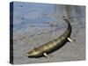 Tiktaalik Is an Extinct Lobe-Finned Fish from the Late Devonian of Canada-Stocktrek Images-Stretched Canvas