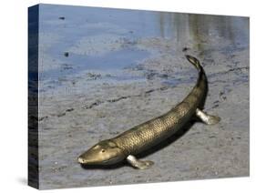 Tiktaalik Is an Extinct Lobe-Finned Fish from the Late Devonian of Canada-Stocktrek Images-Stretched Canvas