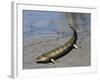 Tiktaalik Is an Extinct Lobe-Finned Fish from the Late Devonian of Canada-Stocktrek Images-Framed Art Print