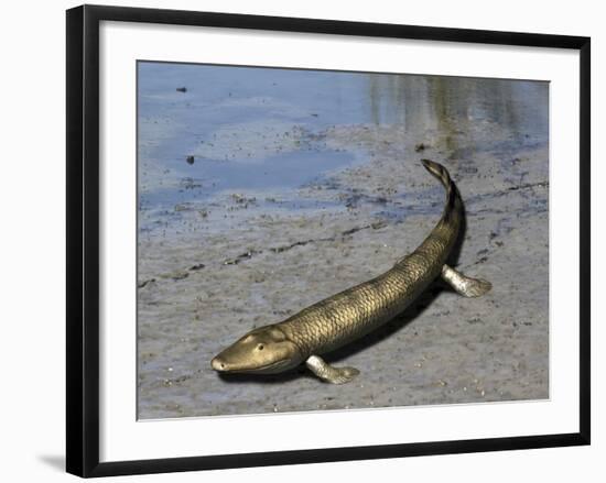 Tiktaalik Is an Extinct Lobe-Finned Fish from the Late Devonian of Canada-Stocktrek Images-Framed Art Print