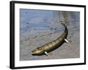 Tiktaalik Is an Extinct Lobe-Finned Fish from the Late Devonian of Canada-Stocktrek Images-Framed Art Print