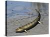 Tiktaalik Is an Extinct Lobe-Finned Fish from the Late Devonian of Canada-Stocktrek Images-Stretched Canvas