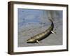 Tiktaalik Is an Extinct Lobe-Finned Fish from the Late Devonian of Canada-Stocktrek Images-Framed Art Print