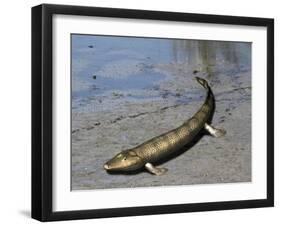 Tiktaalik Is an Extinct Lobe-Finned Fish from the Late Devonian of Canada-Stocktrek Images-Framed Art Print