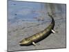 Tiktaalik Is an Extinct Lobe-Finned Fish from the Late Devonian of Canada-Stocktrek Images-Mounted Art Print