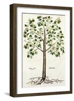 Tilia Foemina, Lindenbaum, or Lime Tree, Illustration from "De Historia Stirpium"-Leonhard Fuchs-Framed Giclee Print