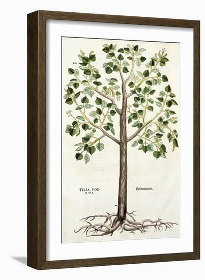 Tilia Foemina, Lindenbaum, or Lime Tree, Illustration from "De Historia Stirpium"-Leonhard Fuchs-Framed Giclee Print