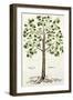 Tilia Foemina, Lindenbaum, or Lime Tree, Illustration from "De Historia Stirpium"-Leonhard Fuchs-Framed Giclee Print