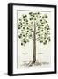 Tilia Foemina, Lindenbaum, or Lime Tree, Illustration from "De Historia Stirpium"-Leonhard Fuchs-Framed Giclee Print