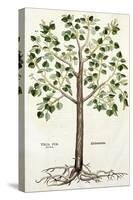 Tilia Foemina, Lindenbaum, or Lime Tree, Illustration from "De Historia Stirpium"-Leonhard Fuchs-Stretched Canvas