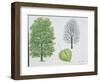 Tiliaceae - Common Lime Tilia X Vulgaris or Europaea-null-Framed Giclee Print