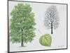 Tiliaceae - Common Lime Tilia X Vulgaris or Europaea-null-Mounted Giclee Print