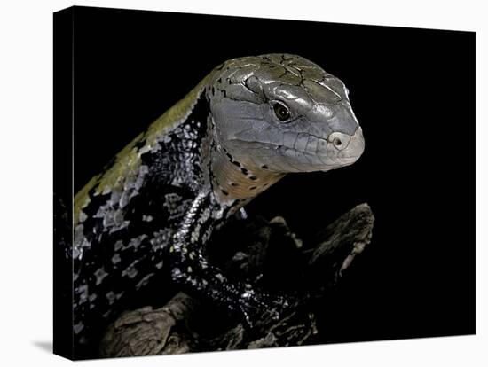 Tiliqua Gigas ( Giant Bluetongue Skink)-Paul Starosta-Stretched Canvas