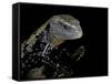 Tiliqua Gigas ( Giant Bluetongue Skink)-Paul Starosta-Framed Stretched Canvas