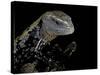 Tiliqua Gigas ( Giant Bluetongue Skink)-Paul Starosta-Stretched Canvas