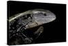 Tiliqua Gigas ( Giant Bluetongue Skink)-Paul Starosta-Stretched Canvas